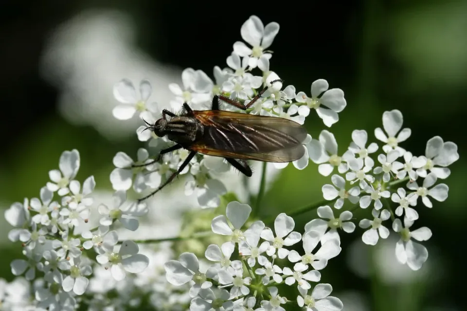 Fly — Pest Control
