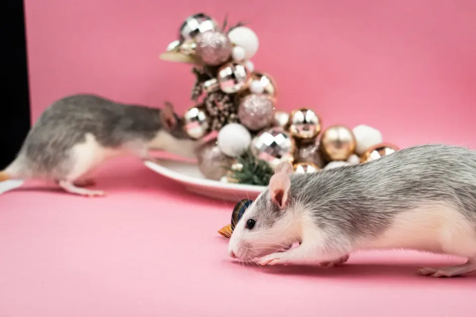 Two Rats — Pest Control